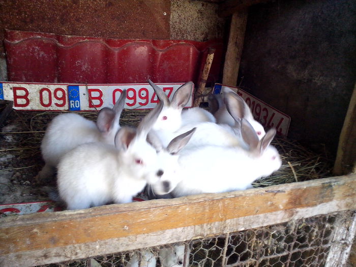 pui californieni 1.2 luni