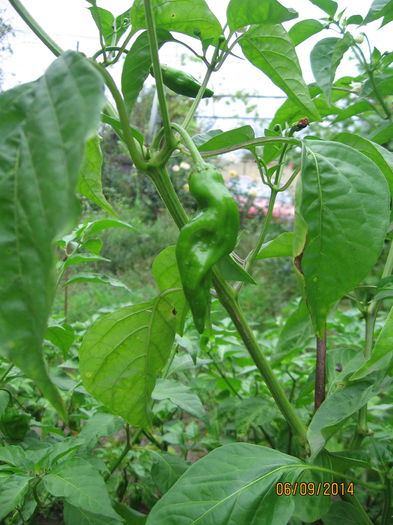 Picture 085; Aji amarillo
