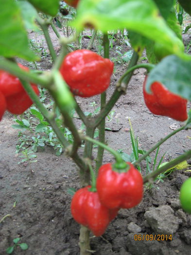 Picture 087; Carribean red
