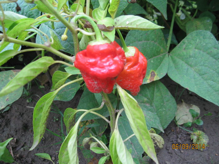 Picture 094; Jamaican red
