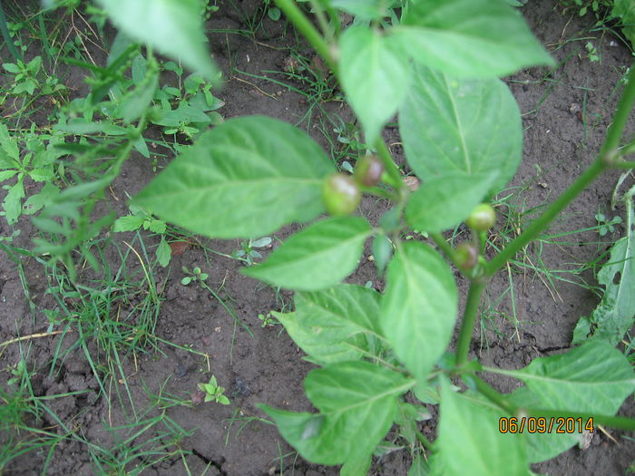 Picture 095; Cerezo 2
