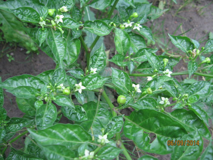 Picture 096; Cerezo 1
