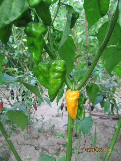 Picture 072; Bonda ma Jacques (older)
