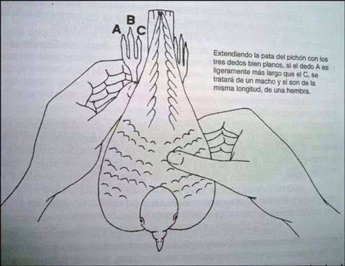 sexul la puii de porumbel - aflarea sexului la puii de porumbel