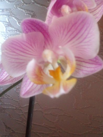 CAM00633 - orhidee