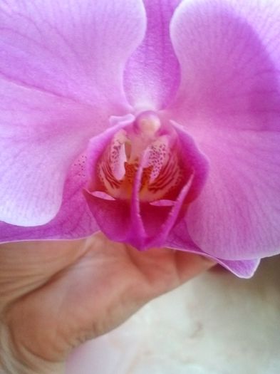 CAM00634 - orhidee