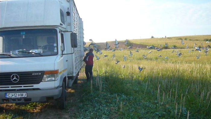 lansarea!!!!!!!! - Lansare pui Bacau