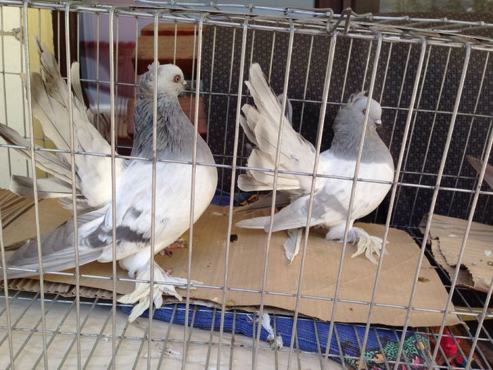 image - Voltati indieni GRI ALBASTRI GUTI