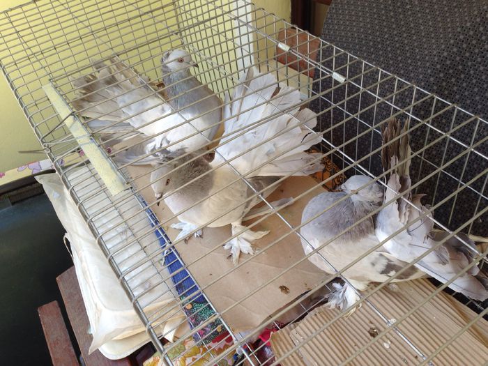 image - Voltati indieni GRI ALBASTRI GUTI