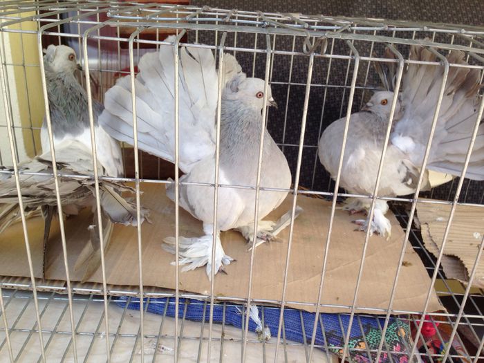 image - Voltati indieni GRI ALBASTRI GUTI