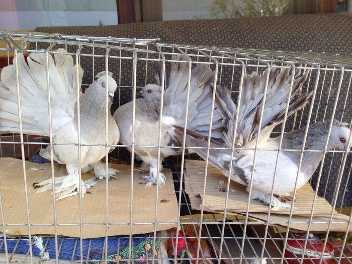 image - Voltati indieni GRI ALBASTRI GUTI