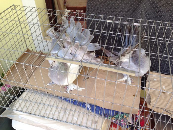 image - Voltati indieni GRI ALBASTRI GUTI