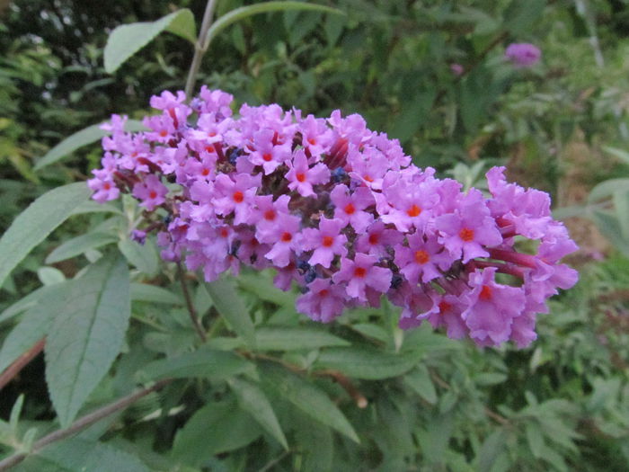  - Diverse 1 - Plimbari