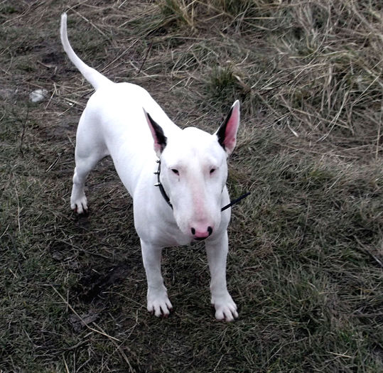 1 an - BULLTERRIER mascul pentru monta