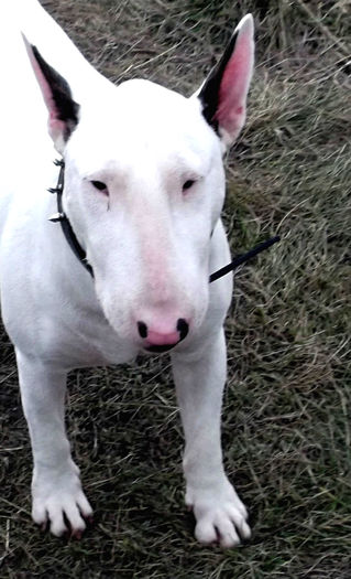 1 an - BULLTERRIER mascul pentru monta