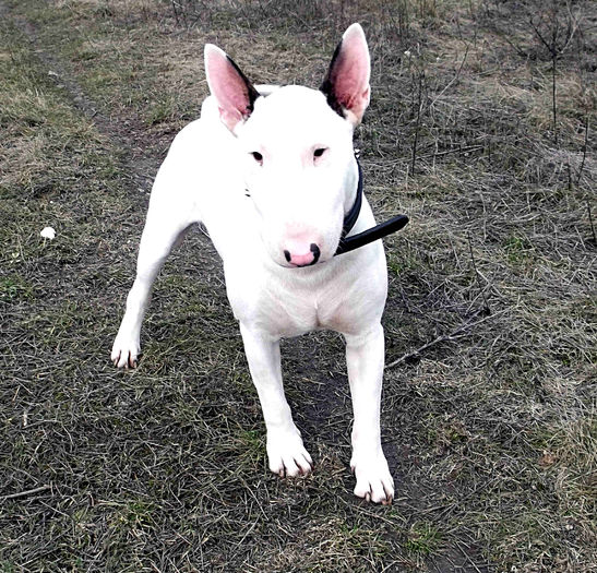 1 an - BULLTERRIER mascul pentru monta