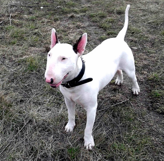 1 an - BULLTERRIER mascul pentru monta