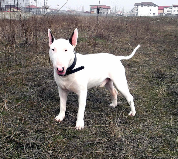 1 an - BULLTERRIER mascul pentru monta