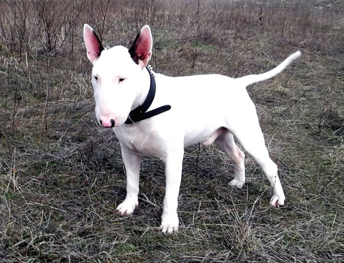 1 an - BULLTERRIER mascul pentru monta