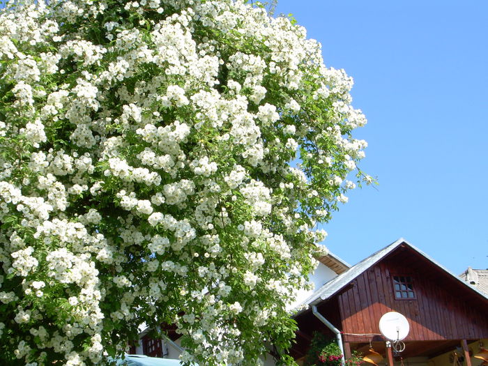 106; rambling rector in mar
