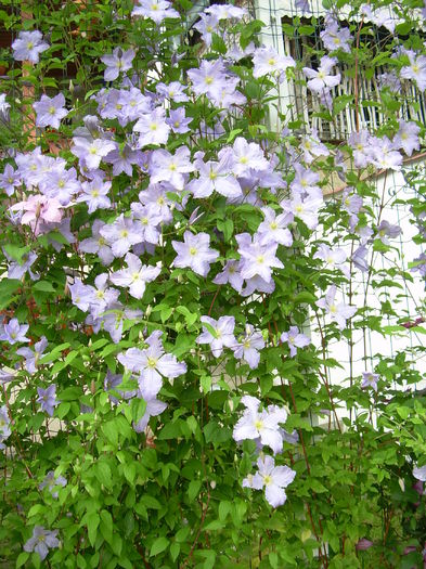 192; clematis blue angel
