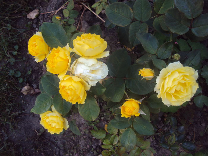 DSC03164