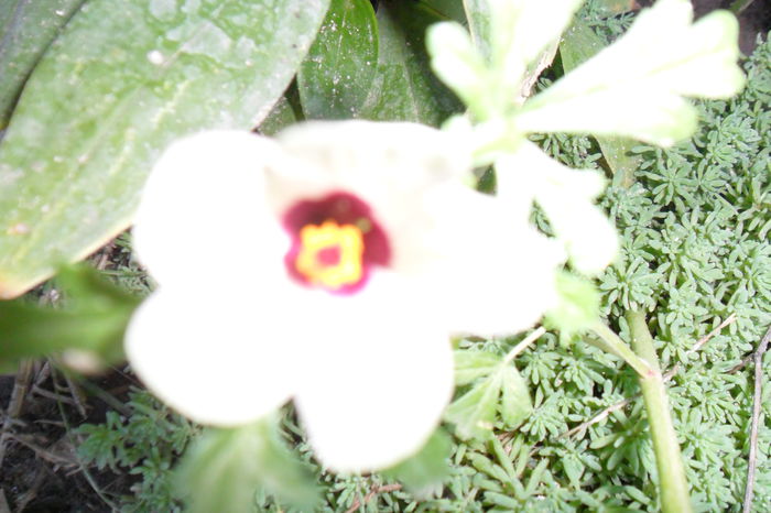 Picture 456 - hibiscusi 2014-2