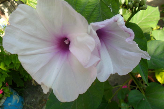 Picture 462 - hibiscusi 2014-2