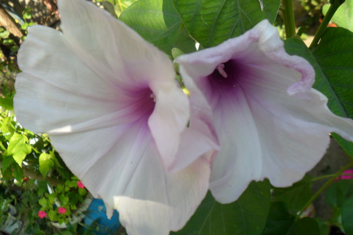 Picture 463 - hibiscusi 2014-2