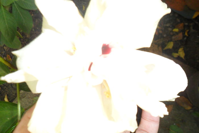 Picture 464 - hibiscusi 2014-2