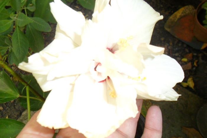 Picture 465 - hibiscusi 2014-2