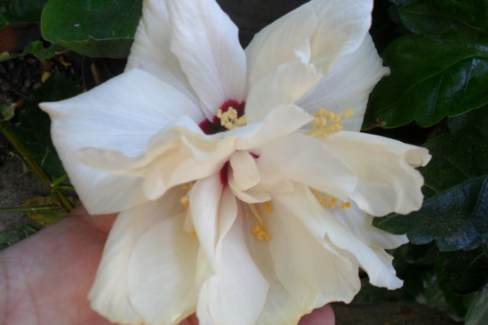 Picture 466 - hibiscusi 2014-2