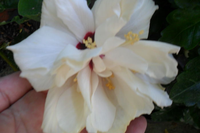 Picture 467 - hibiscusi 2014-2