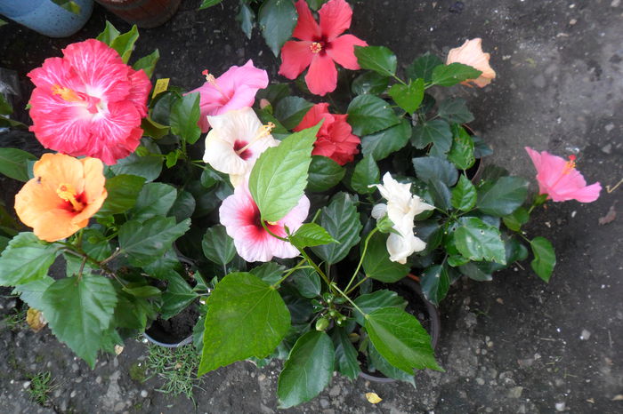 Picture 472 - hibiscusi 2014-2
