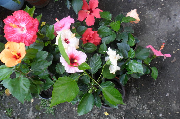 Picture 473 - hibiscusi 2014-2