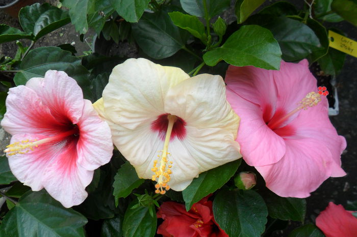 Picture 475 - hibiscusi 2014-2