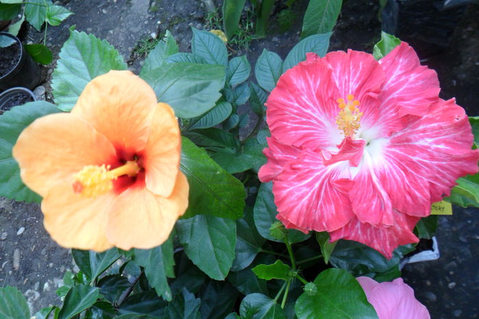 Picture 477 - hibiscusi 2014-2