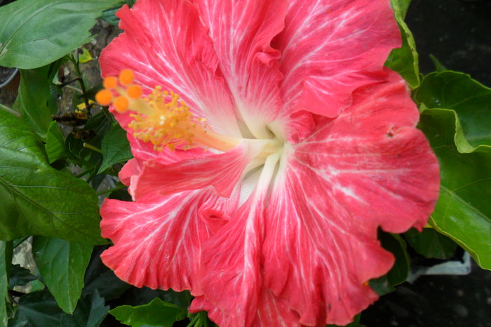 Picture 479 - hibiscusi 2014-2