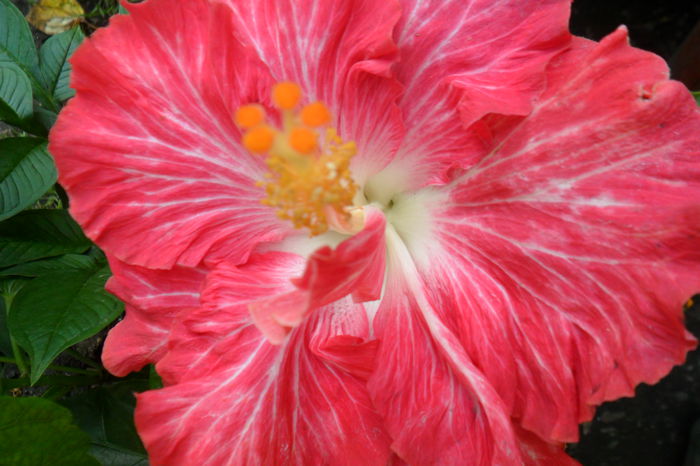 Picture 480 - hibiscusi 2014-2