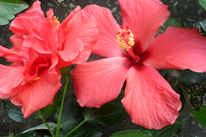 Picture 482 - hibiscusi 2014-2