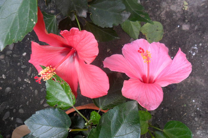 Picture 484 - hibiscusi 2014-2