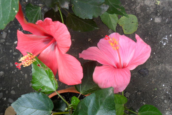 Picture 485 - hibiscusi 2014-2