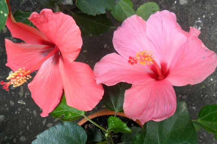 Picture 486 - hibiscusi 2014-2