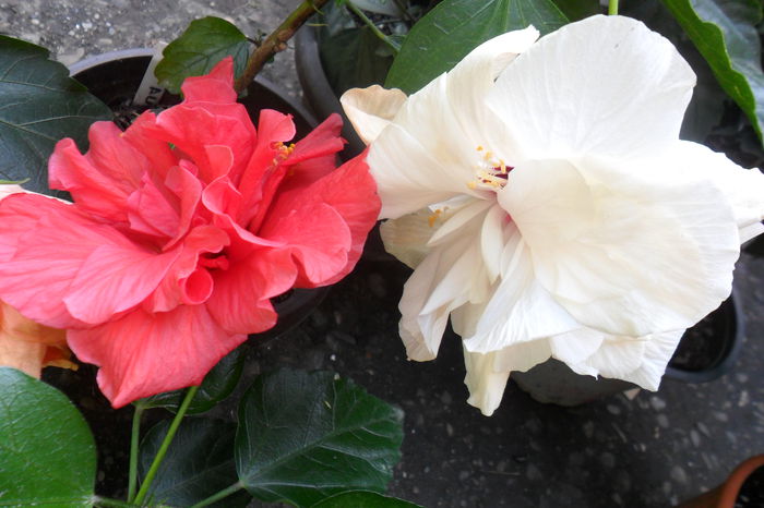 Picture 487 - hibiscusi 2014-2