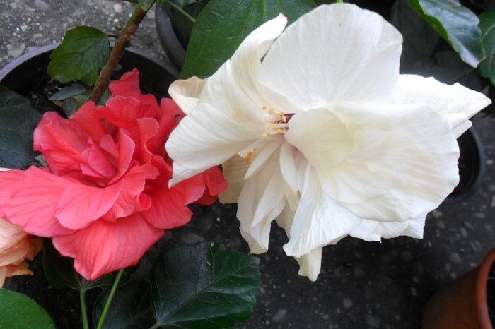 Picture 488 - hibiscusi 2014-2