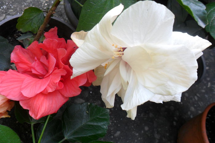 Picture 489 - hibiscusi 2014-2