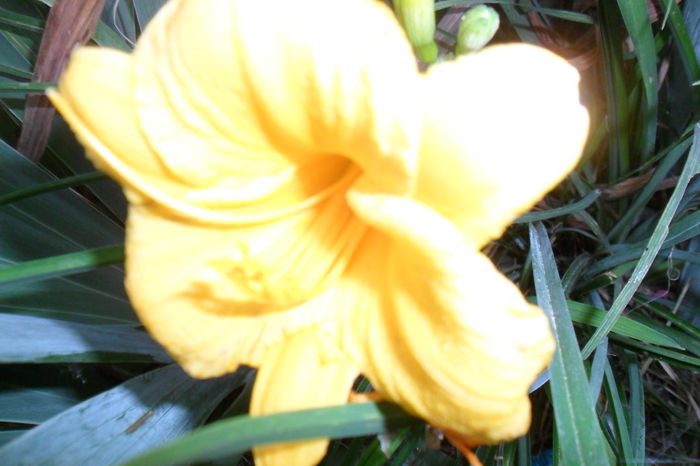 Picture 492 - hibiscusi 2014-2