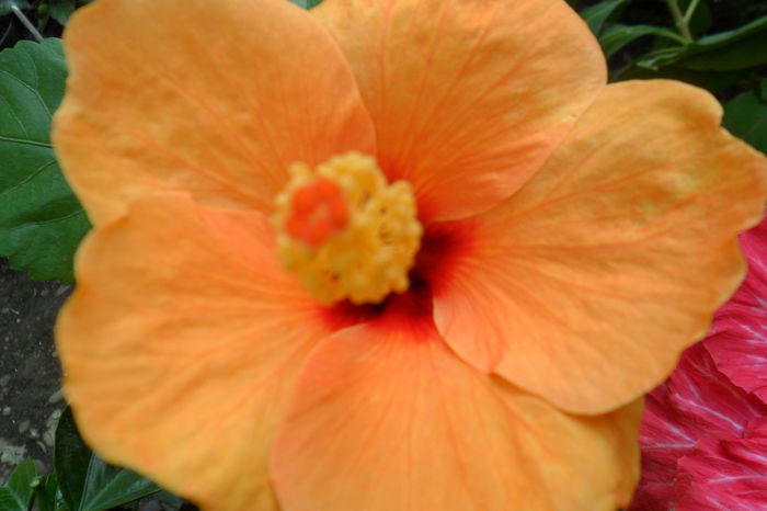 Picture 495 - hibiscusi 2014-2