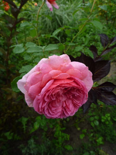 Alexandra Princess of Kent