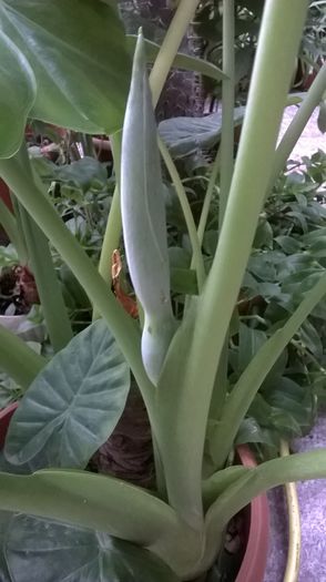 boboc colocazie - plante verzi decorative frunza